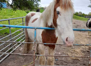 For a 13 Yr old gelding