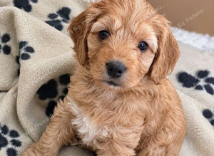 Cockapoo girls