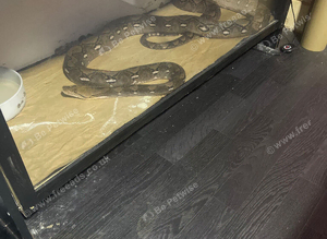 10foot reticulated python female