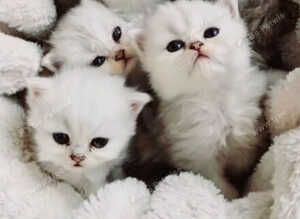 PURE PERSIAN 2 MALE LEFT