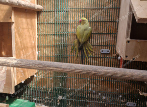 Ringneck parrots sold