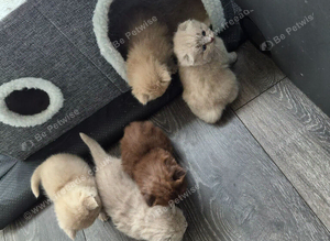 4 lilac and 2 light blue kittens