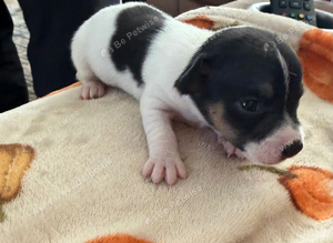 Jack Russell puppies
