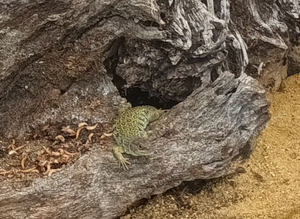 Spanish eyed lizards