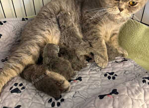 Active GCCF BSH spotted tabby - Kiki