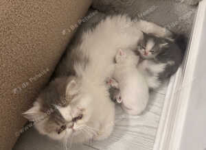 Adorable half persian sisters for sale