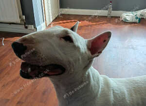 Englishbull terrier