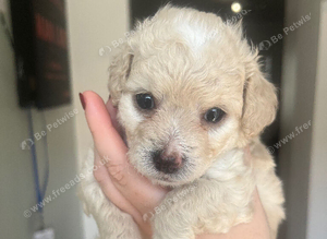 Cocker spaniel cockerpoo cross cavapoochon