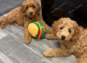F1b Cavapoo Puppies 1 Boy 2 Girls