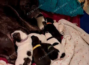 French Bulldog x puppies for sale