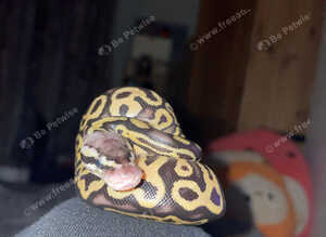 Baby royal python