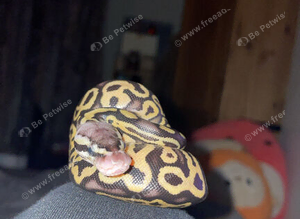 Baby royal python