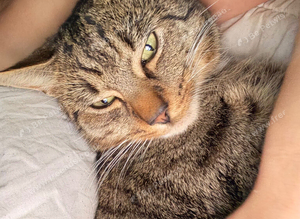 Tabby x bengal