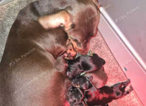 gorgeous PRA clear F 1=Doxiepoo puppies