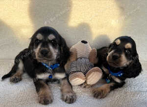 puppys