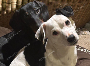 Black/white mini jack russel boy available for stud