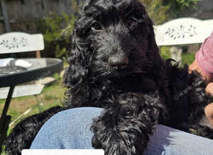 Beautiful F1 Cockapoo Puppies Ready to Go to Loving Homes Now Licenced Domestic Breeder