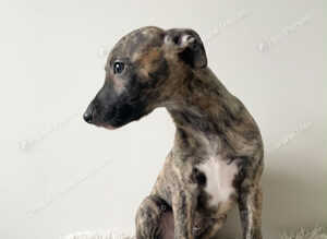 Whippet Puppies