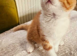 Beautiful Home-Raised BSH & Selkirk Rex Kittens