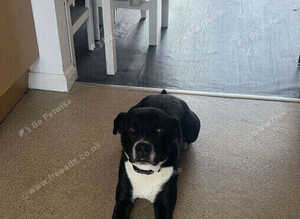 Loving home needed