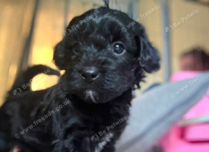 Cavapoo x maltipoo puppies