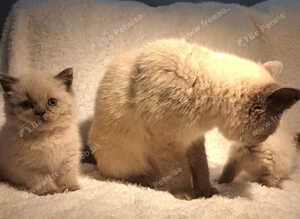 Beautiful Colourpoint British shorthair kittens&mdash; 2 Available