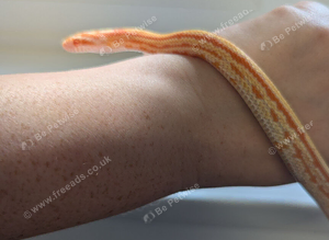 Amel tessera corn snake