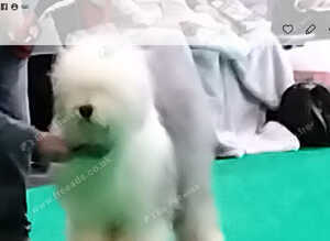 READY NOW KC registered Old English Sheepdog puppies