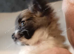 Last girl! Adorable litter of healthy long-hair 3/4 Chihuahua 1/4 Pomeranian puppies ️