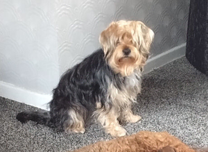 Yorkshire Terrier Stud