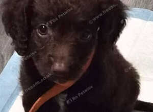 9 week puppies for sale quick sale open to offers from 700