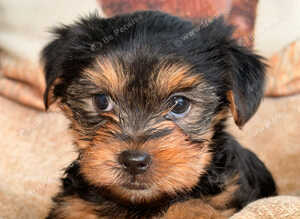 ADORABLE YORKSHIRE TERRIER PUPPIES FOR SALE