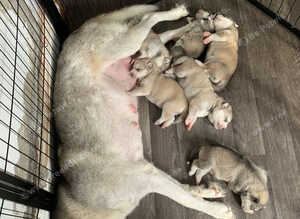 Siberian Husky Puppies