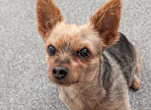 Yorkshire Terrier needs rehoming