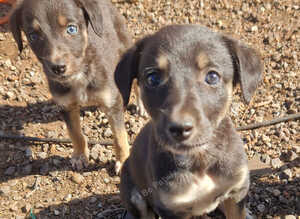 Saluki cross greyhound puppies