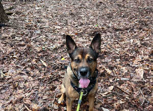 7yr old German shepherd x American bulldog