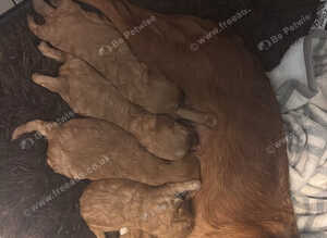 3 gorgeous Cavapoo boys.