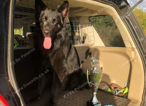 GermanShepherd Stud