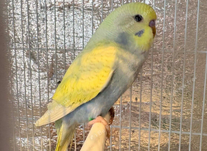 Baby budgies