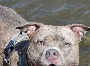 Staffordshire bull terrier