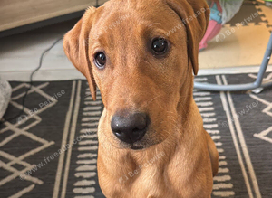 Fox red Labrador stud (cooper)