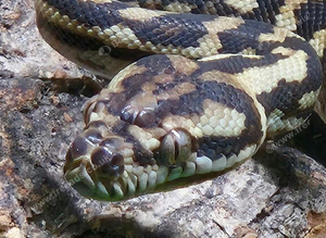 Irian Jaya Carpet Python at Birmingham Reptiles