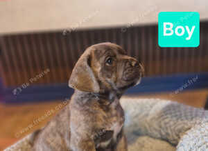 Lovely cane corso pups