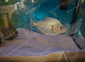 piranha (unknown gender)