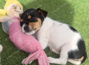 Jack Russell puppies