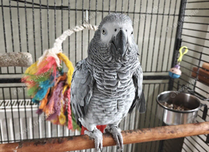 African Grey Parrot