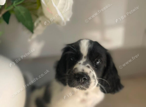 Show cocker spaniel X Shih Tzu