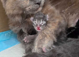 Maine Coon Kittens Looking for Their newHomes