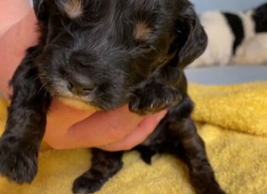 Cockapoo puppies