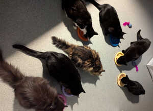 Home & away pet feeding service